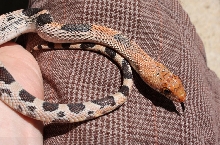 #2 Small 08 Pituophis deppei jani.  Close up. (Taken 9/2010)