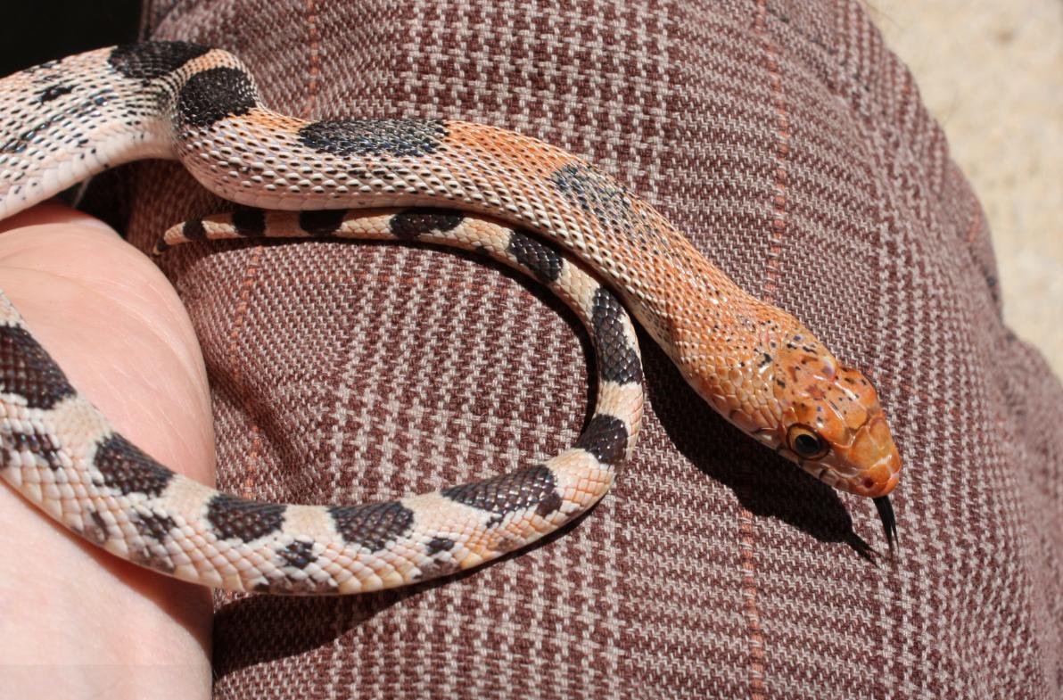 #2 Small 08 Pituophis deppei jani.  Close up. (Taken 9/2010)