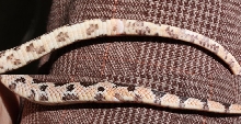 #2 Small 08 Pituophis deppei jani.  Vent. (Taken 9/2010)
