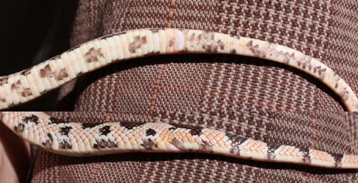 #2 Small 08 Pituophis deppei jani.  Vent. (Taken 9/2010)