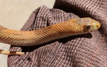 09 Pituophis deppei jani.  (Taken 9/2010)