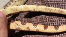 09 Pituophis deppei jani.  Vent. (Taken 9/2010)