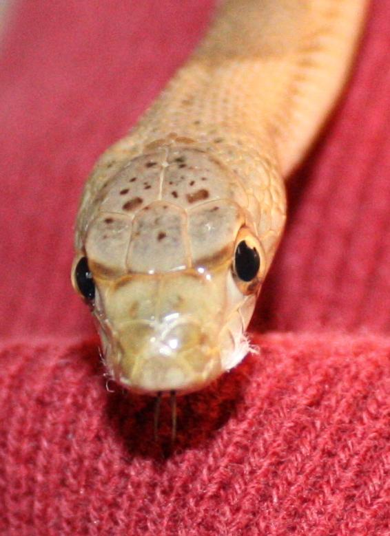Northern Mexican Pinesnake (P. deppei jani), Carefresh Ultra bedding