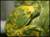 Biak Head