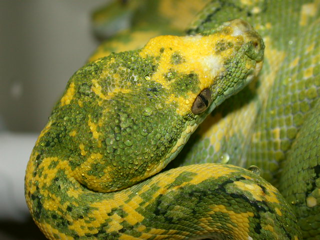 Biak Head