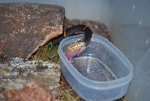 Azemiops feae