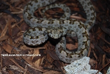 Triceratolepidophis sieversorum