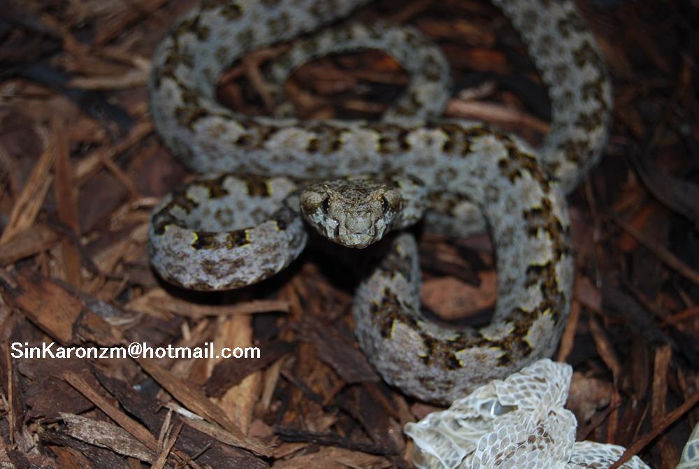 Triceratolepidophis sieversorum