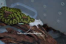 zhaoermia mangshenensis