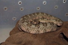 Protobothrops cornatus