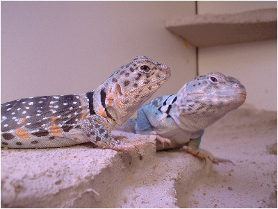 The Happy Couple