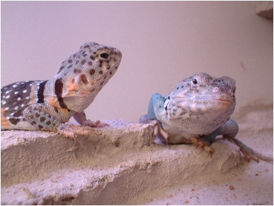 Squig & Siona