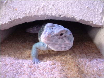 Squig53