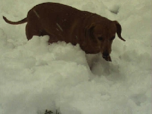 Rose in the snow
