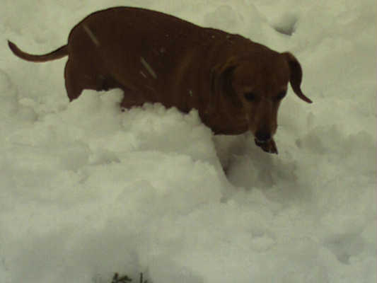 Rose in the snow