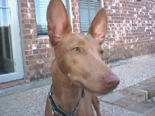 DeeDee