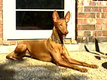 DeeDee in the sun