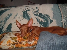 DeeDee