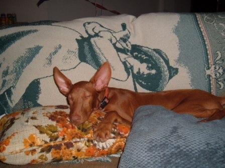 DeeDee
