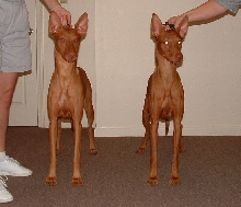 Zeke&Zig