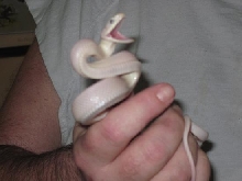 little luci with a tude