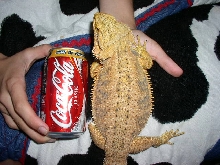 zilla monster