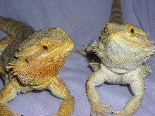 my jersey dragons