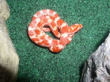 my new cornsnake