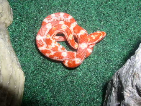 my new cornsnake