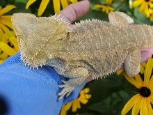 merlin