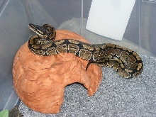 ball python