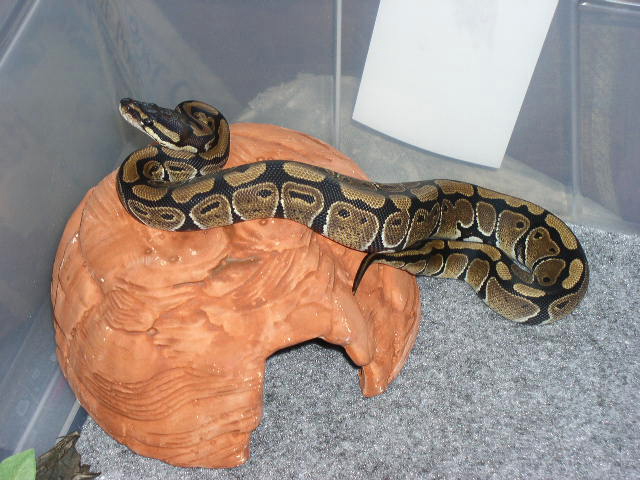 ball python