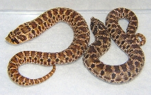 Heterodon kennerlyi