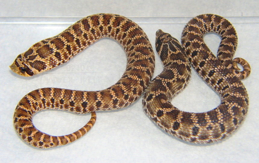 Heterodon kennerlyi