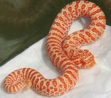 Tiger Albino