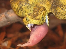 Atheris feeding