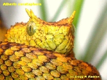 Atheris