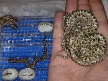 Conda clutch hatching in the SIM.