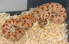 Anaconda Hog