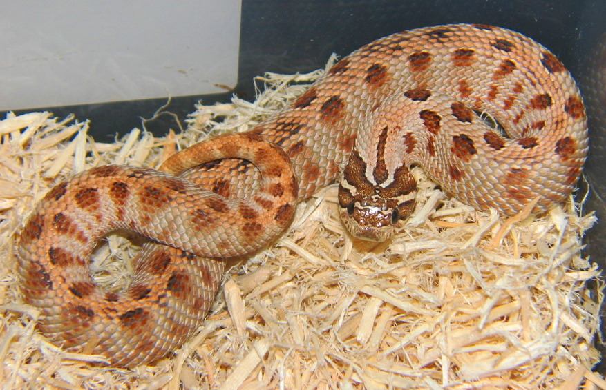 Anaconda Hog
