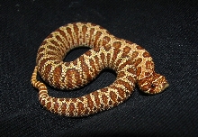 Tiger het albino female