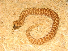 Spotted het albino