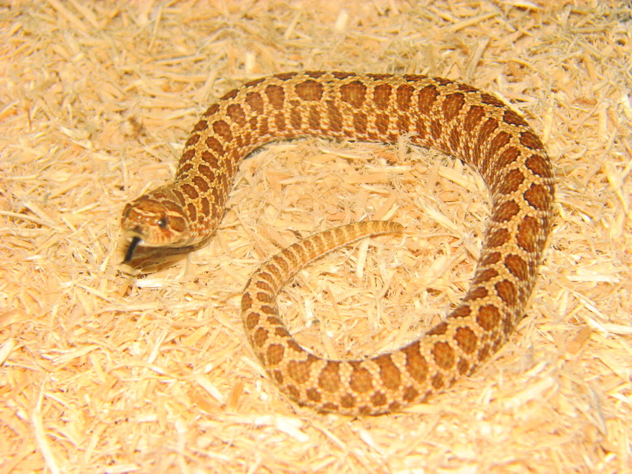 Spotted het albino