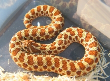 Red phase female in the sun...