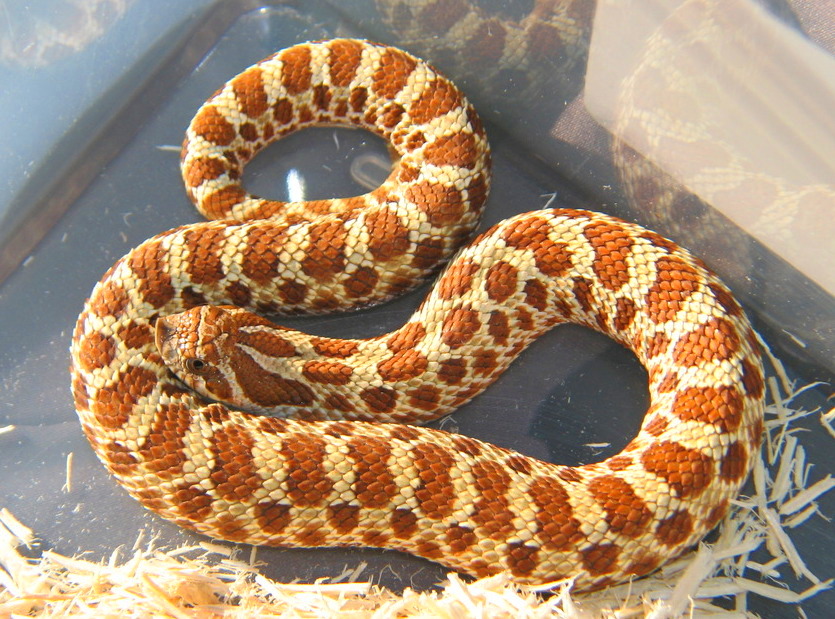Red phase female in the sun...
