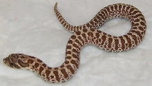 Tiger Het Albino