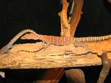 Pilbar