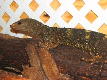 Varanus Spinulosis