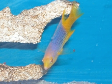 Saltwater - Austin Aquariums