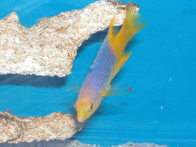 Saltwater - Austin Aquariums